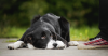 Guilty dog