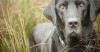 Why Does My Veterinarian Want a Poop Sample?