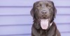 Chocolate Lab looking into the camera 