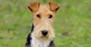 Wire Fox Terrier