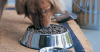 Young Adult Nutrition for Dogs 