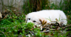Dog lying in grass