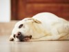 The top 10 signs your dog may be sick (and what you can do about it)