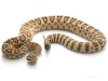 Your Pet & Venomous Snakes: Part II