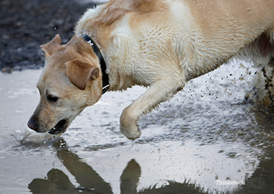 how do they test for leptospirosis in dogs