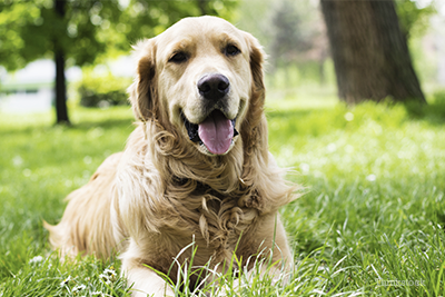 Golden retriever in the grass