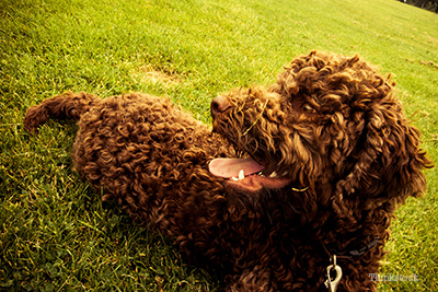 Dog in grass