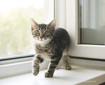 Kitten by the window