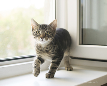 The New Kitten Checklist Kitten by the window