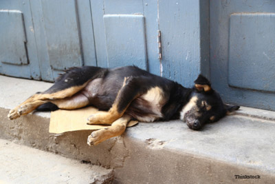 Dog on Street