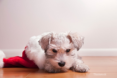 Puppy laying inside a Santa hat