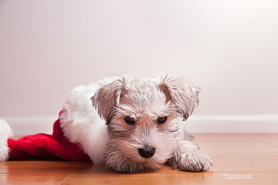 Think Carefully Before You Give Pets as Gifts Puppy laying inside a Santa hat
