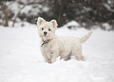 dog playing in snow