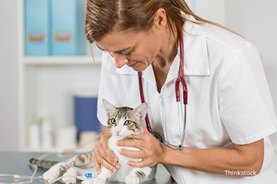 Cat getting an exam by a veterinarian