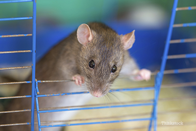 Tips for Keeping Your Exotic Pet Safe from Household Toxins Mouse in a cage