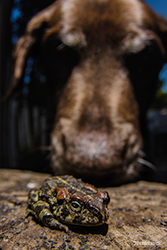Dog sniffing toad