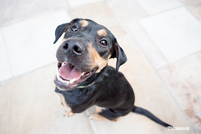 Top 10 Canine Toxins: Part II Dog looking up at owner