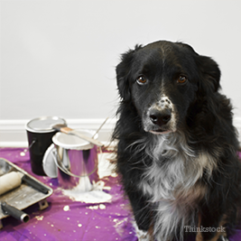 Dog with paint cans behind him