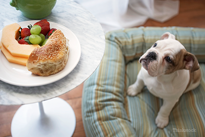 Bulldog looking up at food