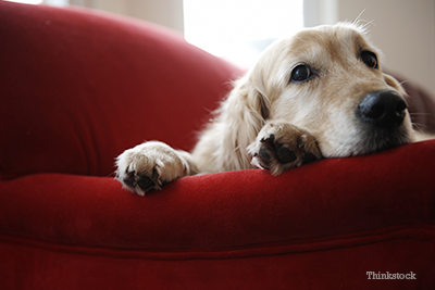 Adult dog on couch