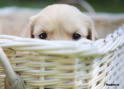 Dog in Basket