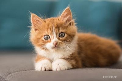 Kitten on a couch