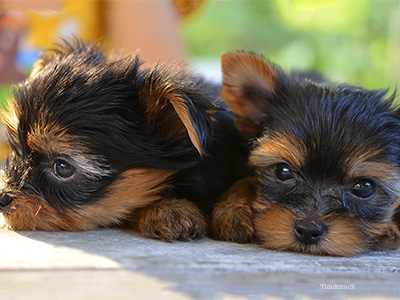 Two puppies