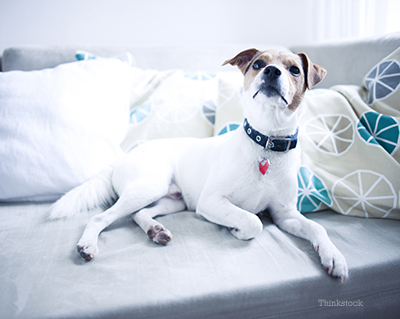 Dog laying on couch