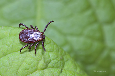 Deer tick