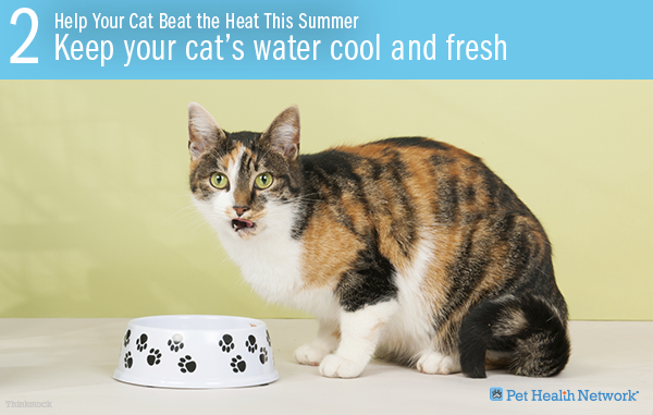 cats and summer heat