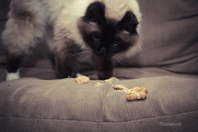 cat hairball