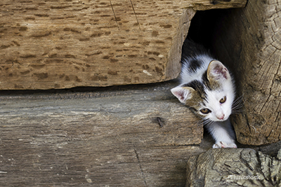 stray kitten between a pile of logs