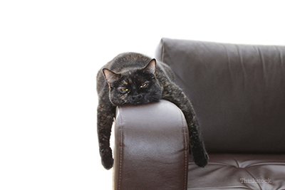 What To Do if Your Cat Just Seems Off Cat upset on the couch