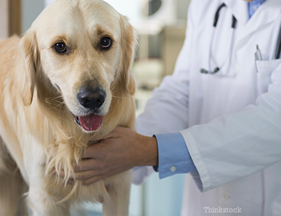 Dog at the vet