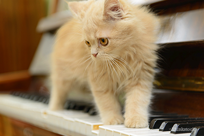 What Kind of Music Do Cats Like? New Study Offers Insights Kitten on piano