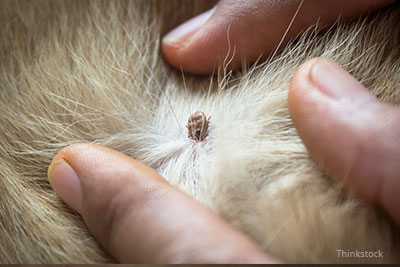 best way to get a tick off of a dog