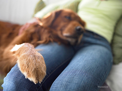 how do you fix a dogs broken nail at home