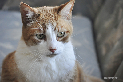 Older cat sitting on couch