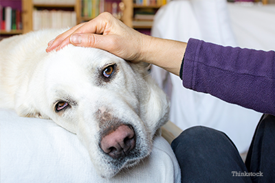 Woman petting older dog