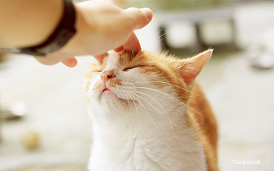 owner petting his adult cat