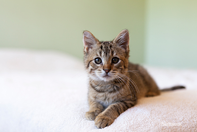 Kitten laying on a bed