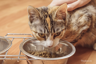 senior cat eating kitten food