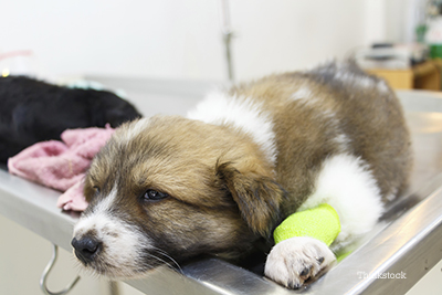 Dog at the Veterinarian hospital