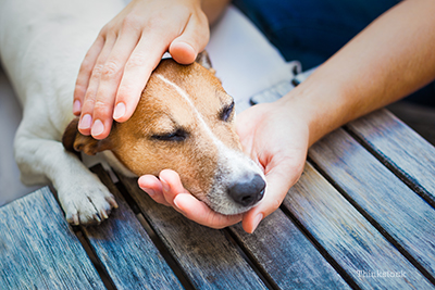 Person holding sick dog