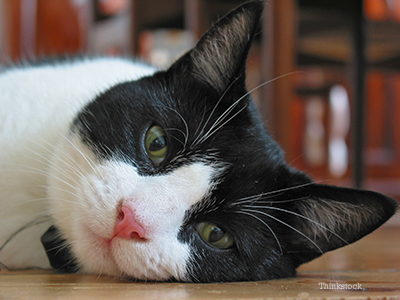 Closeup shot of cat laying down