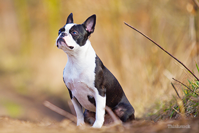 Boston terrier outside