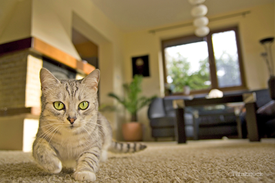 Cat looking into camera