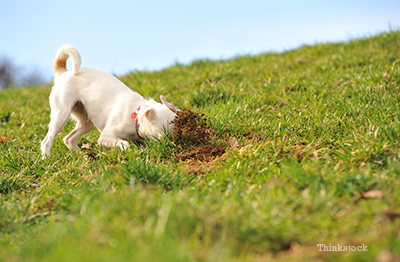 why does my puppy eat grass and dirt