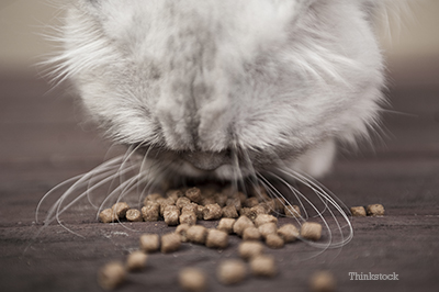 Exactly How Much Should I Feed My Cat Each Day