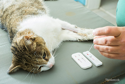 cat getting blood work done